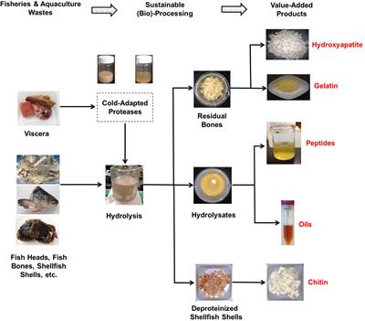 Sustainable Upcycling of Fisheries and Aquaculture Wastes Using Fish-Derived Cold-Adapted Proteases